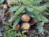 Psilocybe coprophila image