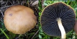 Hypholoma ericaeoides image