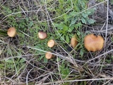 Hypholoma ericaeoides image