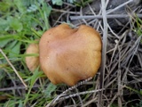 Hypholoma ericaeoides image