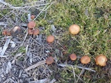 Hypholoma ericaeoides image