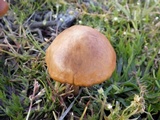 Hypholoma ericaeoides image