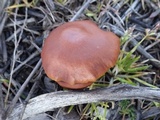 Hypholoma ericaeoides image