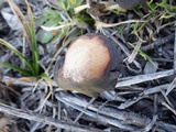 Hypholoma ericaeoides image