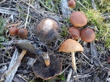 Hypholoma ericaeoides image