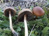 Hypholoma ericaeoides image