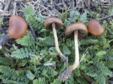 Hypholoma ericaeoides image