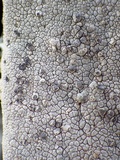 Aspicilia epiglypta image