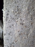 Aspicilia epiglypta image