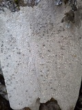Aspicilia epiglypta image