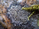 Rinodina aspersa image