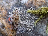 Rinodina aspersa image