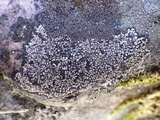 Rinodina aspersa image