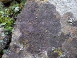 Rinodina teichophila image