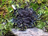 Leptogium lichenoides image