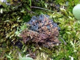 Leptogium lichenoides image