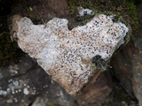 Ainoa geochroa image