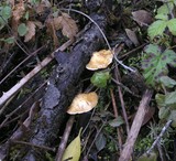 Crepidotus crocophyllus image