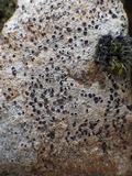 Ainoa geochroa image