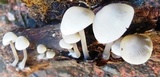 Mycena alcalina image