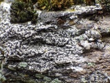 Rinodina oxydata image
