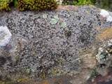 Rinodina oxydata image