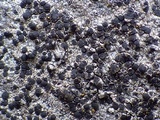 Rinodina oxydata image
