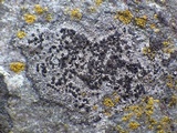Rinodina oxydata image