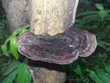 Hexagonia hydnoides image