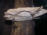 Hexagonia hydnoides image