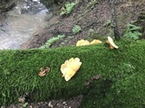 Phaeotremella frondosa image