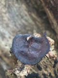 Auricularia angiospermarum image