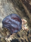 Auricularia angiospermarum image