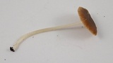 Bolbitius reticulatus image