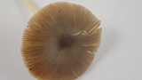 Bolbitius reticulatus image