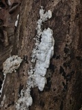 Gloeoporus dichrous image