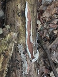 Gloeoporus dichrous image
