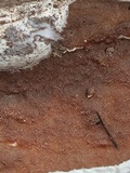 Gloeoporus dichrous image
