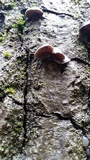 Hohenbuehelia grisea image