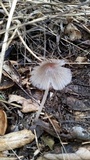 Coprinellus domesticus image