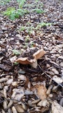 Entoloma lividoalbum image