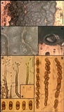 Nemania beaumontii image