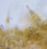 Pluteus podospileus image
