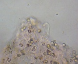 Pluteus podospileus image