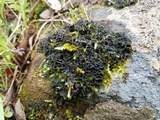 Leptochidium albociliatum image