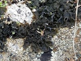 Leptochidium albociliatum image
