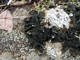 Leptochidium albociliatum image