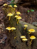 Tricholomopsis aurea image