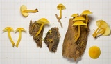 Tricholomopsis aurea image