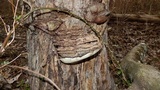 Ganoderma lobatum image
